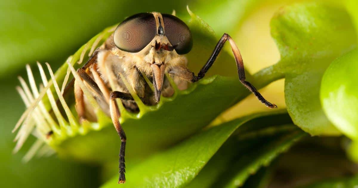 Quelle plante carnivore contre les moucherons ?