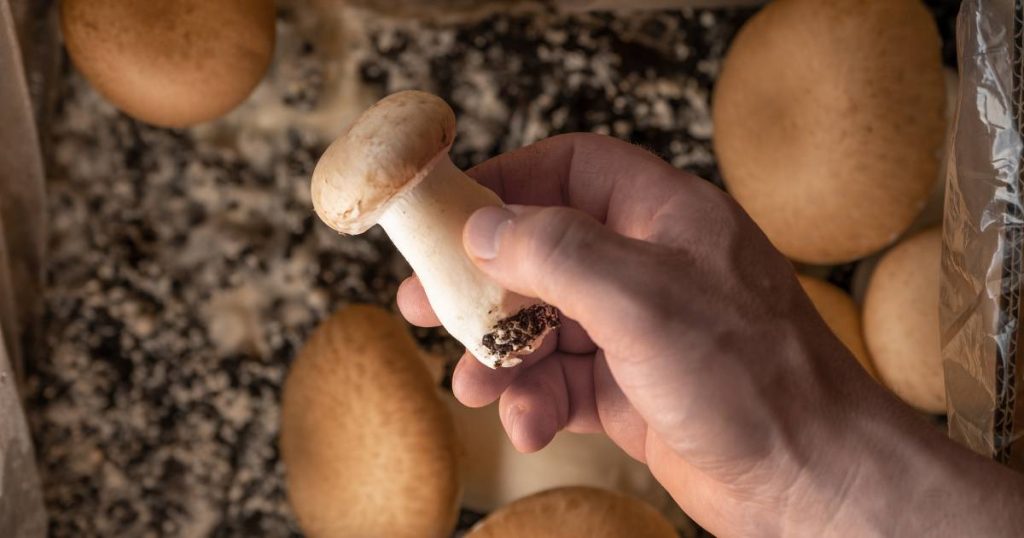 Cultiver les champignons dans le marc de café : comment faire ?
