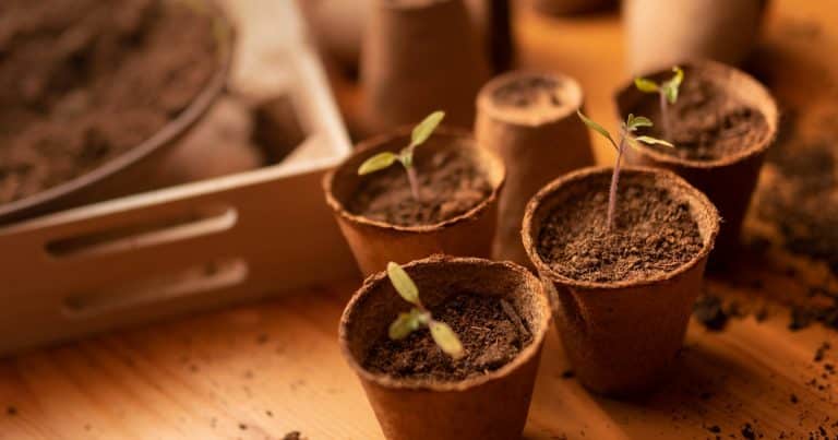 jeunes-pousses-potager-urbain