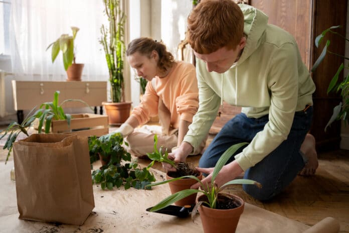 Cultiver Son Propre Th Plantes Et Conseils Pour Une Exp Rience R Ussie